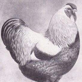 A 1924 Guide to Perfect Poultry Image